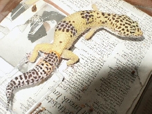Hi Yellow Male