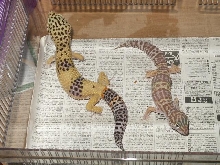 Hi Yellow Male, Albino Female