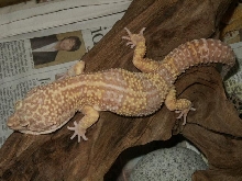 Albino male