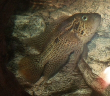 red tiger male