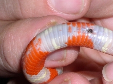 Male nelsoni