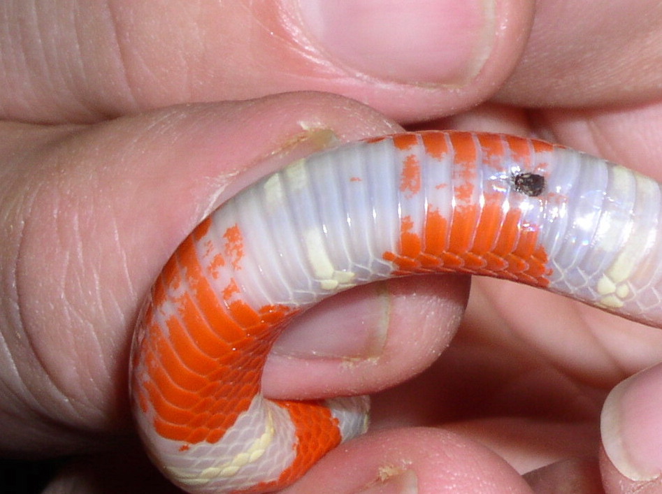 Male nelsoni