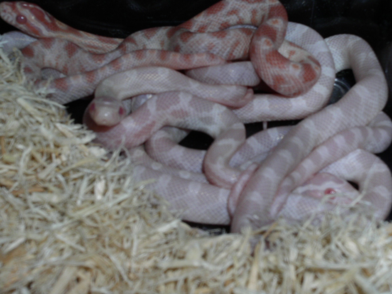 Big Red/Snow White 1