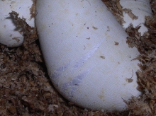Victorias stretched egg