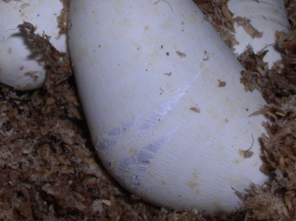 Victorias stretched egg