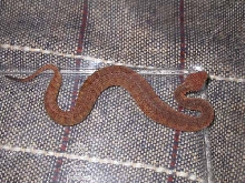 Atheris squamigera