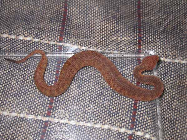 Atheris squamigera