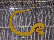 schlegelii