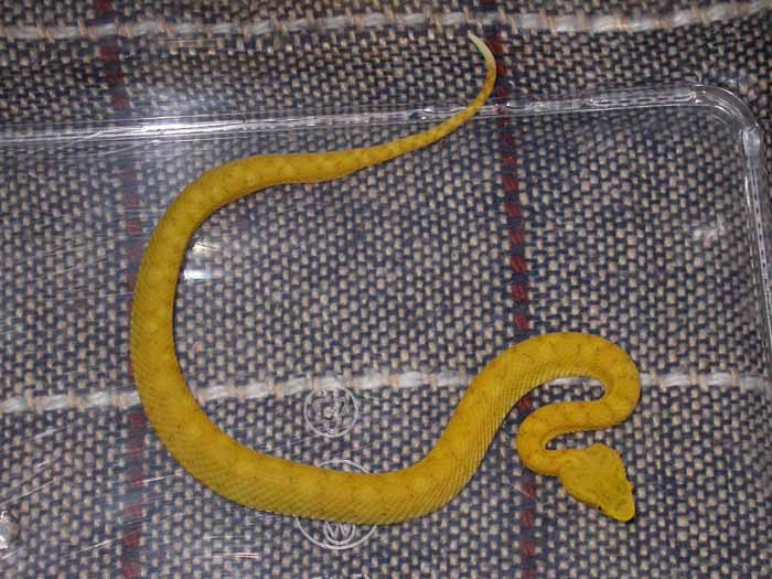 schlegelii