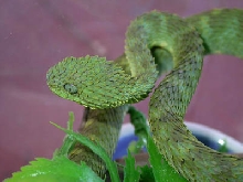 Atheris squamigera 1.0.0 WC