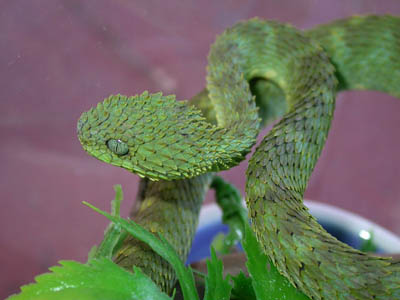 Atheris squamigera 1.0.0 WC