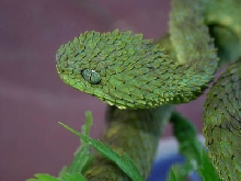Atheris squamigera 1.0.0 WC