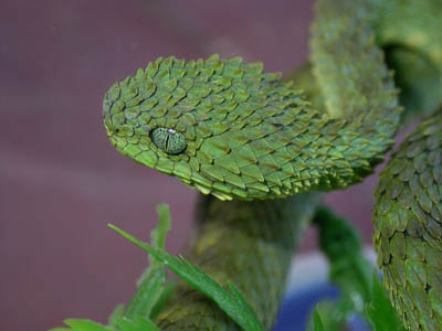 Atheris squamigera 1.0.0 WC