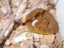 Atheris squamigera