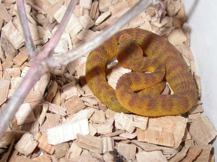 Atheris squamigera