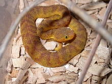 Atheris squamigera