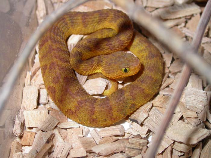 Atheris squamigera