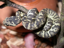 Atheris squamigera (tiger) cb 0.1 2003-4