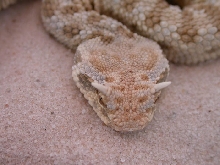 cerastes cerastes