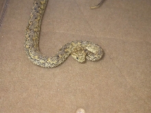 Atheris ceratophora