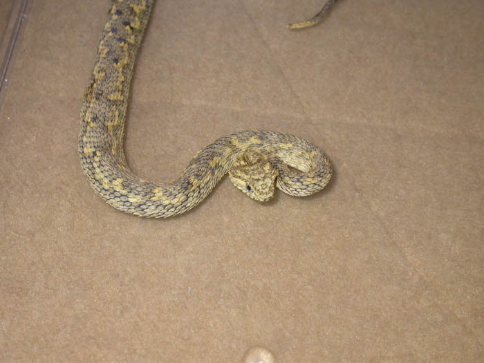 Atheris ceratophora