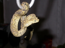 Atheris ceratophora
