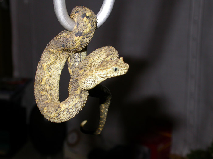 Atheris ceratophora