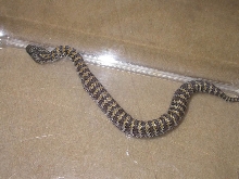 Death adder