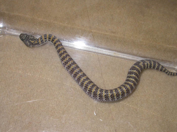 Death adder