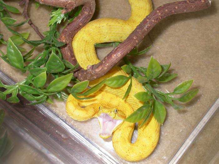 B. schlegeli