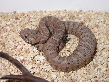Crotalus mitchellii stephensoni
