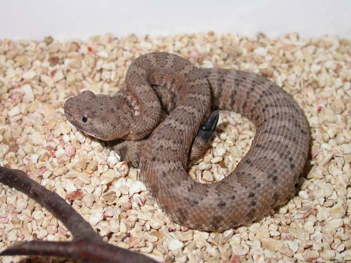 Crotalus mitchellii stephensoni