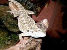 lizzie smiling for the camara