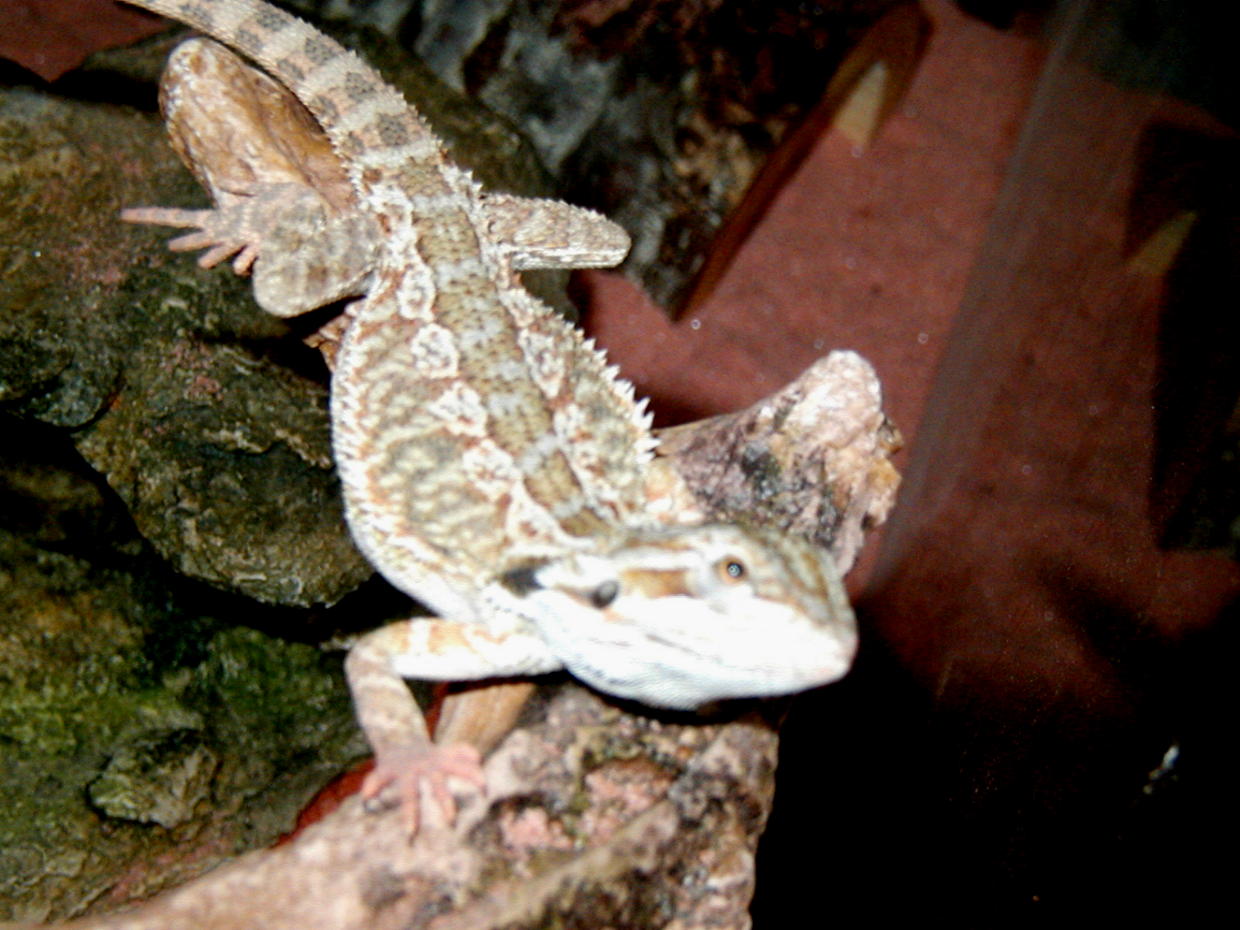 lizzie smiling for the camara