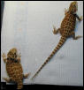 Ripley and Ralphie