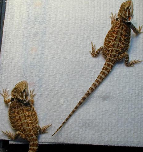 Ripley and Ralphie