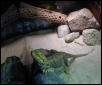 Rocco in enclosure