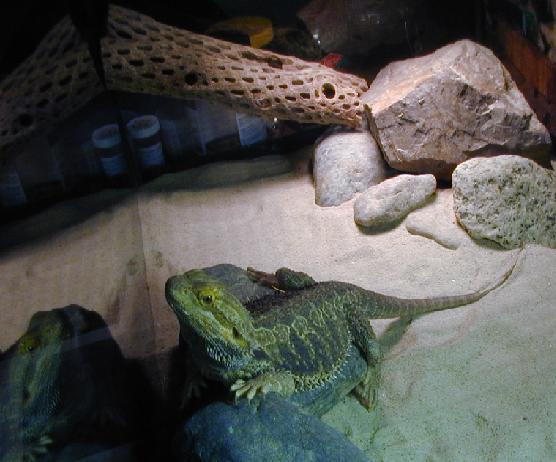 Rocco in enclosure