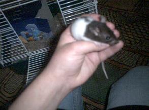 Simon