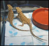 Ralphie and Ripley