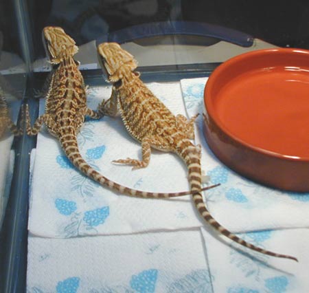 Ralphie and Ripley