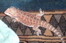 Ralphie