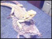 Rocco and Little Foot