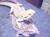 Rocco and Little Foot