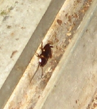 bug in cage
