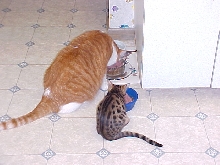 Sarge & Izzie