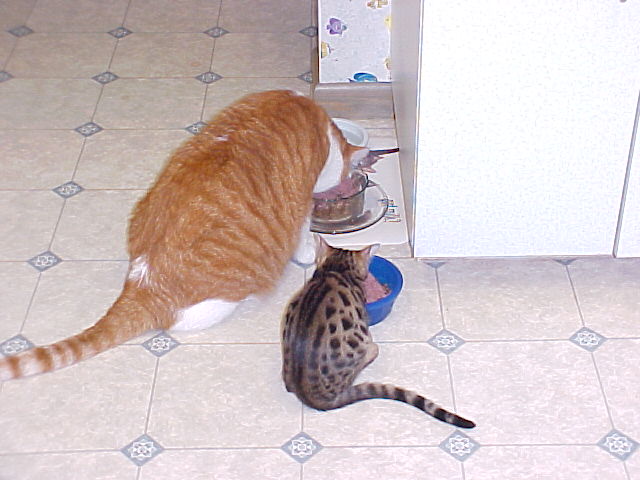 Sarge & Izzie