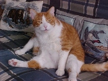 Sarge, "Monster Cat"