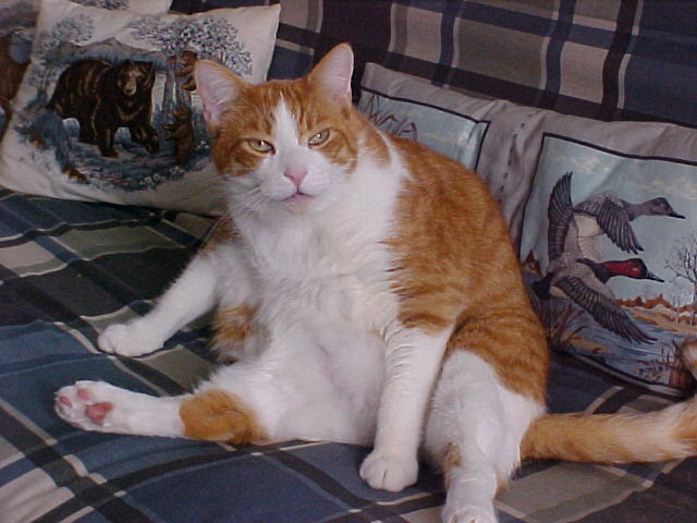 Sarge, "Monster Cat"