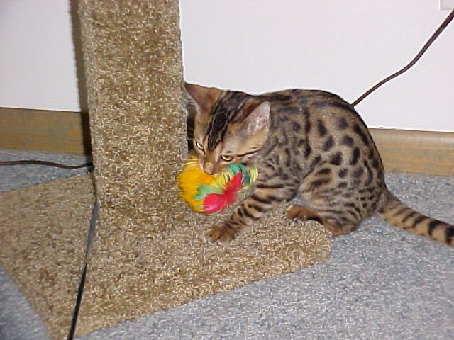 Playing